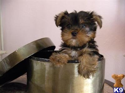 Yorkshire Terrier Puppies in FL